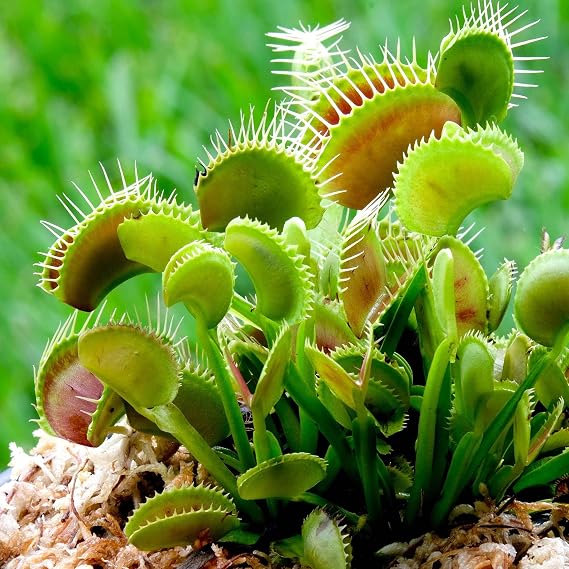 Eden Brothers Venus Flytrap Seeds