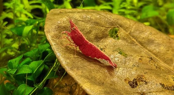 Sakura Grade Cherry Shrimp (Neocaridina davidi) (25 Pack) Unsexed