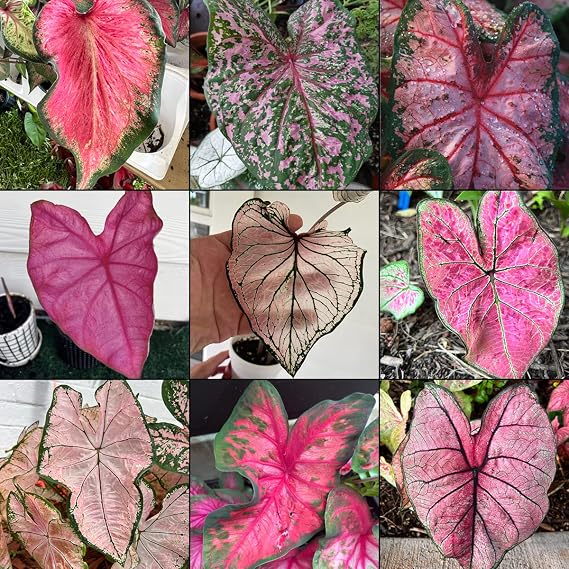 Pink Caladium Bulb Mix 12 Size 2 Bulbs | Assorted Pink Varieties for Garden & Indoor Display