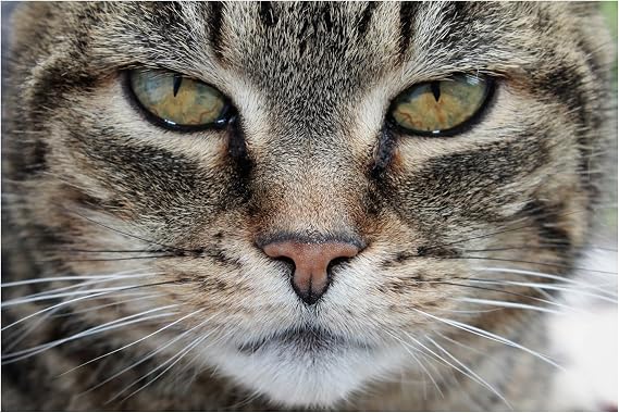 Wise Tabby/Compelling Close-up of Tabby Cat/Feline Animal Pet Portrait/Fine Art Photo Print