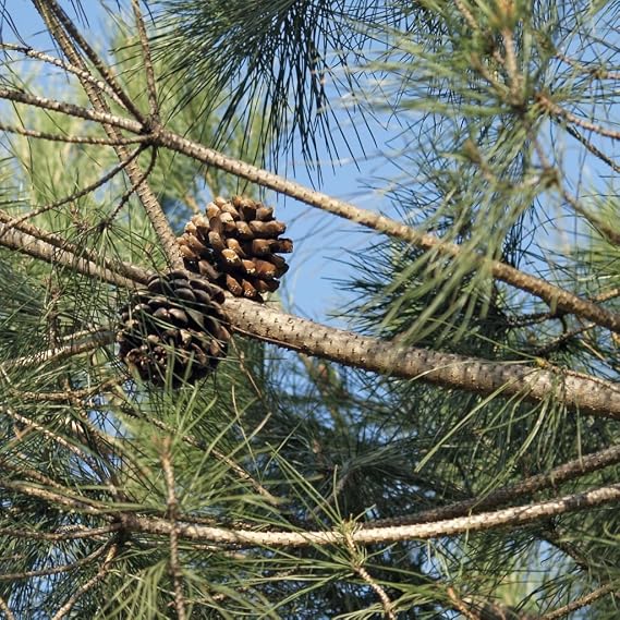 Pine Nut Tree Seeds (Pinus pinea) Packet of 2 Seeds | woody perennial; USDA zones 8-10.