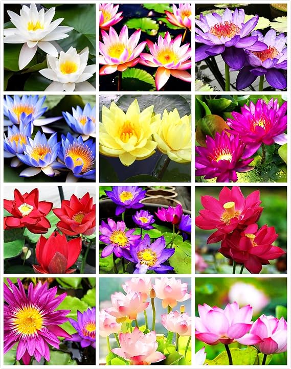 35 pcs Bowl Lotus Seeds Mixed Water Lily for Planting Water Features Bonsai