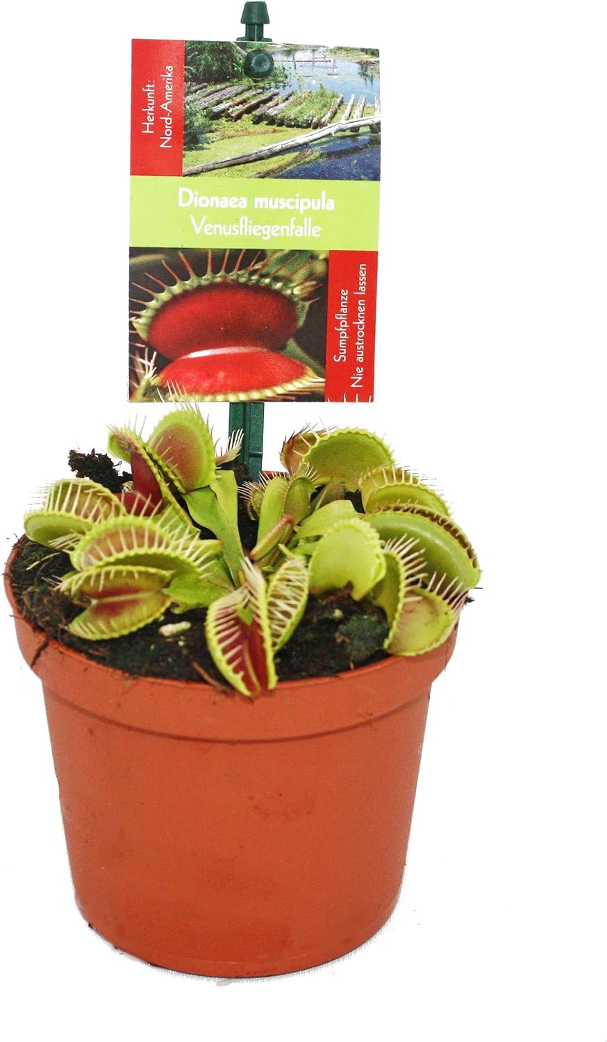 Venus Flytrap - Dionaea muscipula - 9cm Pot