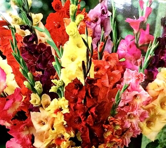 Jumbo (10 Pack) Pastel Mixed Gladiolus Bulbs, Perennializing Gladiolus Flower Bulbs