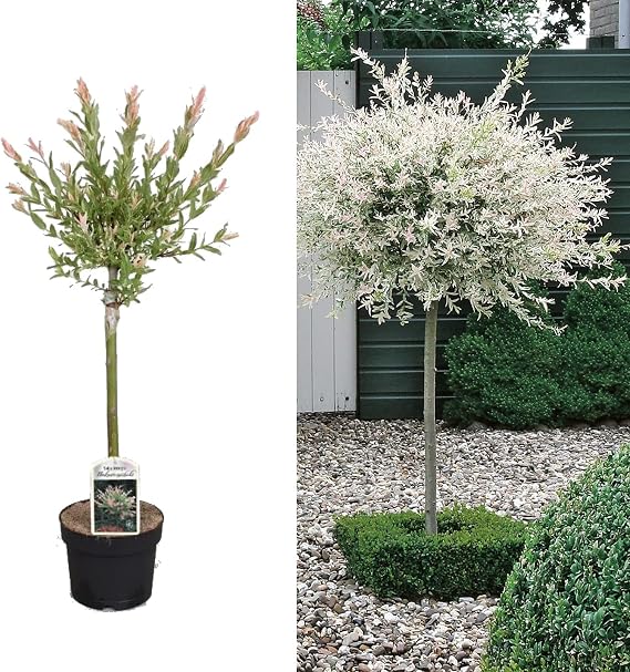 Carbeth Plants Salix Integra 'Hakuro Nishiki' Tree (2 Plants)