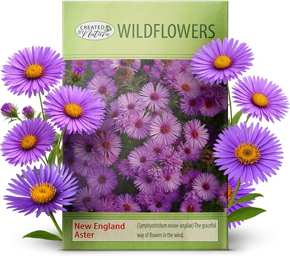 New England Aster Seeds for Planting, 2,500 Seeds, Covers 93 Sq Ft