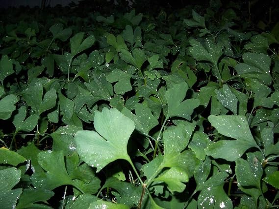 One Ginkgo biloba Plant 1 yo. Sent with Roots Wrapped. 4-6 inches Tall