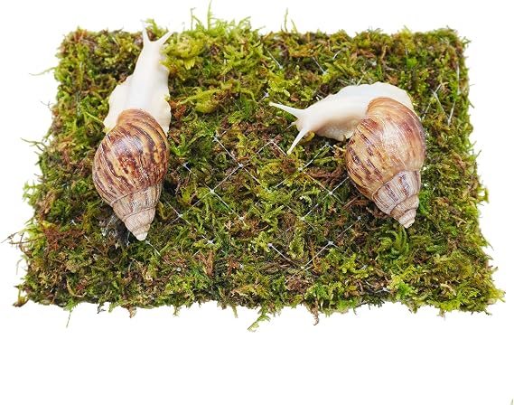 Pet Snail Climbing Wall, Great for Pet Snails that Like to Climb, Snail Terrarium Accessories