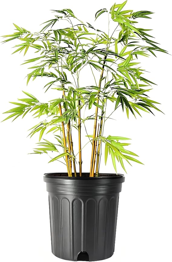 Bamboo Golden Goddess | 3 Large Trade Gallon Size Plant | Bambusa multiplex | Fast Growing Clumping Bamboo | Privacy Hedge Windbreak Landscapes Borders Beds Decorative Accent Outdoor Screening Garden