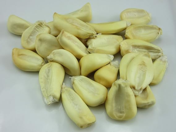 1215-Giant Peruvian Popping Corn (Zea Mays) Seeds by Robsrareandgiantseeds UPC0764425788683 Non-GMO,Organic,USA Grower,Farm,Showy,Open Pollinated,Maiz Tostado,Recipe,Nuts,Cooking Package of 35 Seeds