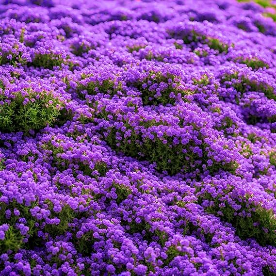 20000pcs Purple Creeping Thyme Seed for Planting Flowers Seeds Perennial Ground Cover Plants, Lawn Alternative, Fragrant, Drought-Tolerant