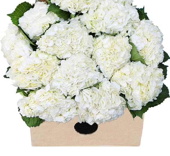 KaBloom-15 White Hydrangea Bouquet, Flowers for Valentine, Mother's Day