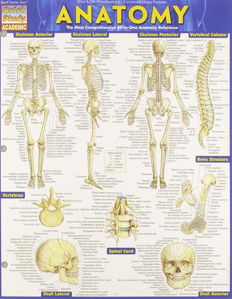 QuickStudy Bar Charts Anatomy Study Guide Med/Health