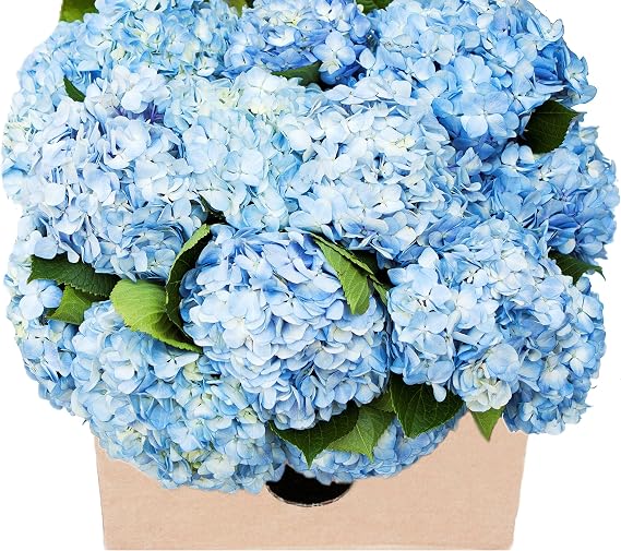 KaBloom-15 Blue Hydrangeas Bouquet, Flowers for Valentine, Mother's Day